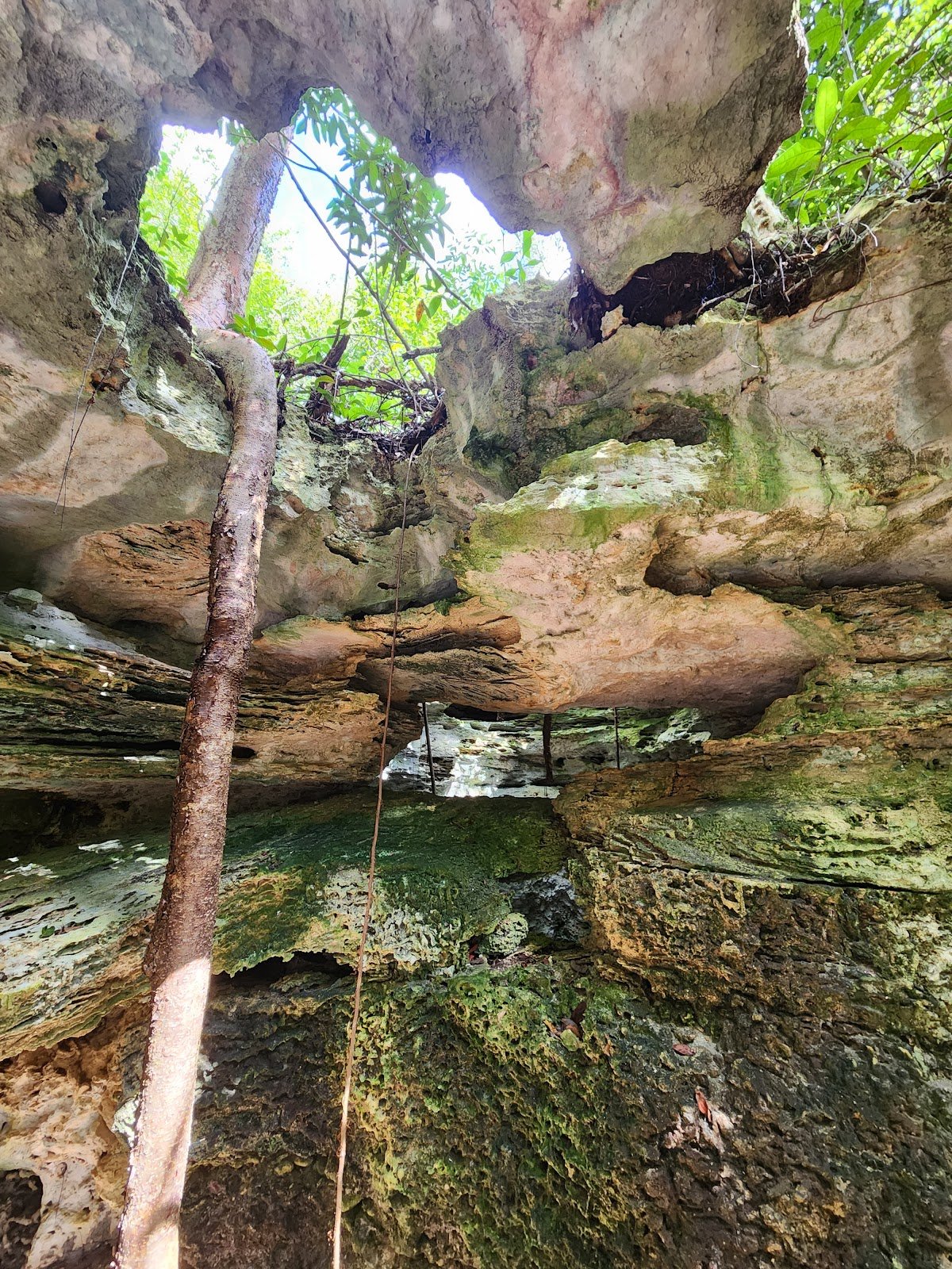 Primeval Forest National Park