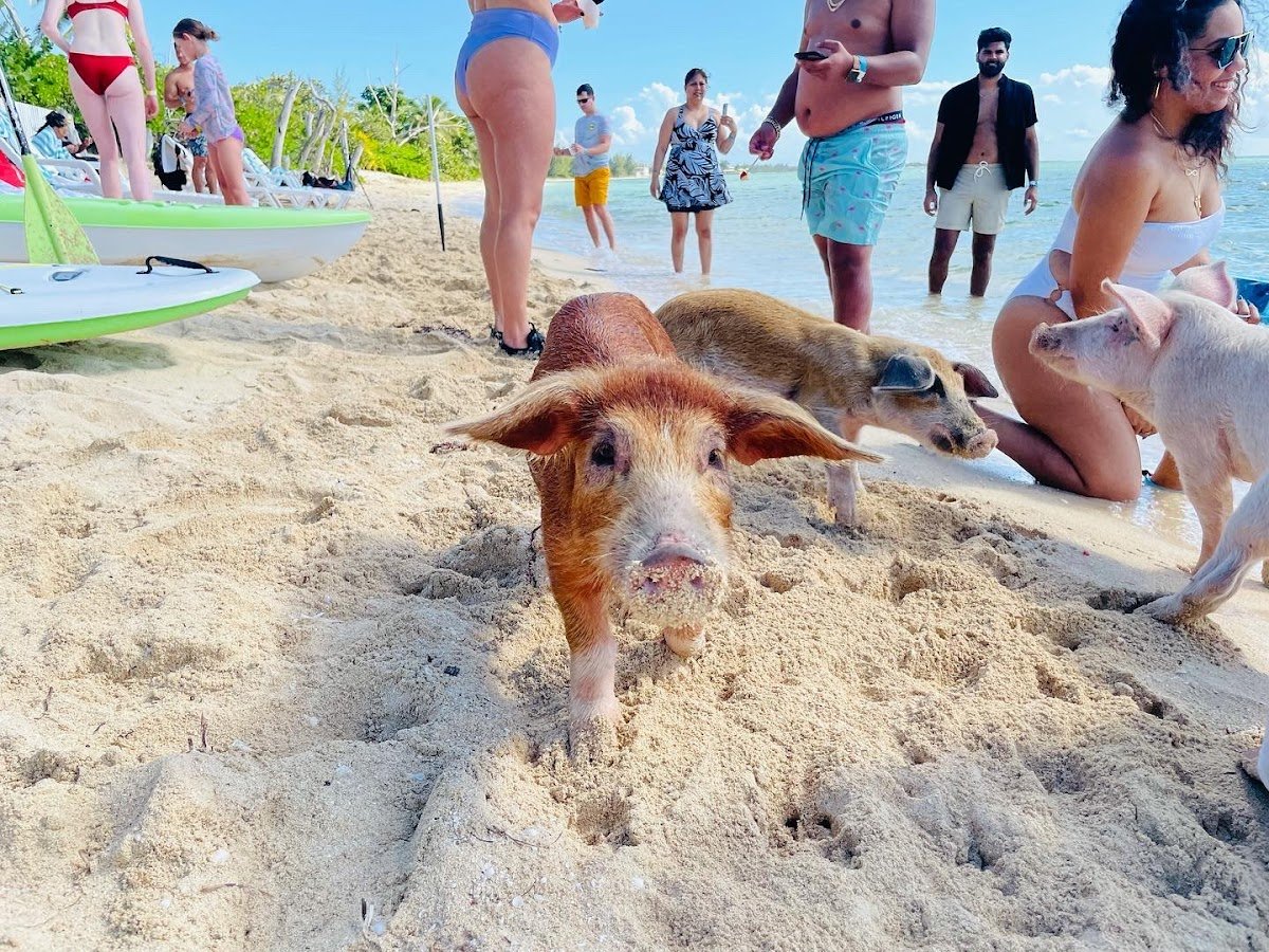 Da'PigBeach