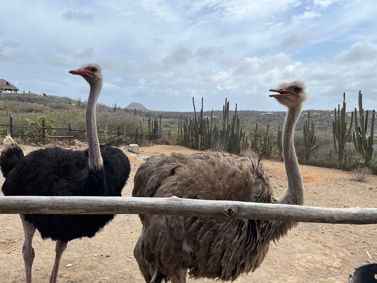 Aruba Ostrich Farm