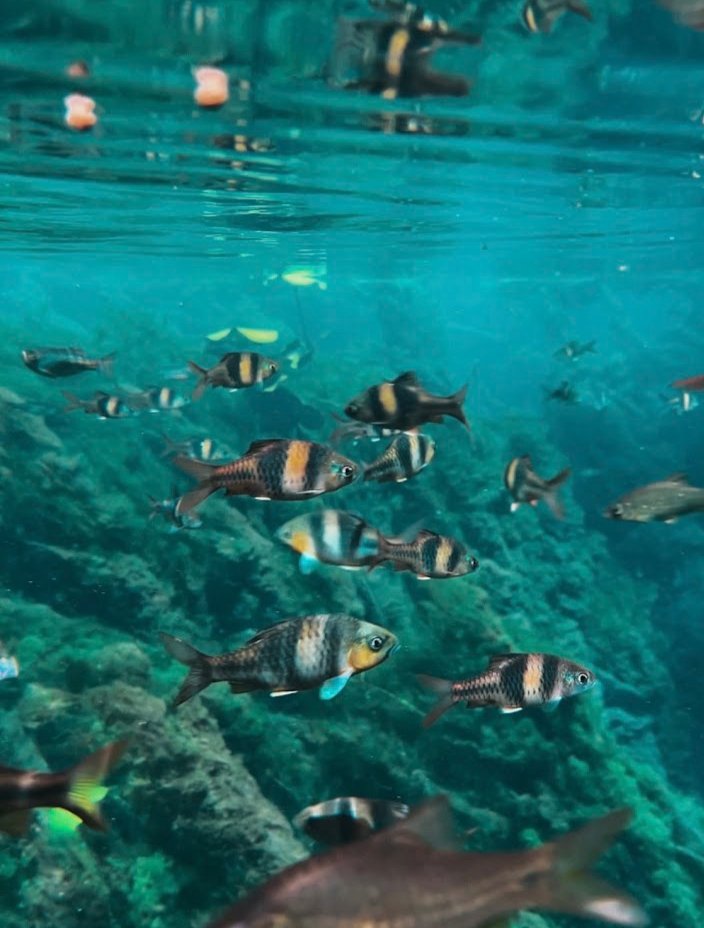 Klong Root, Clear Water Canal