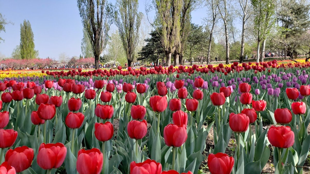 Beijing Botanical Garden