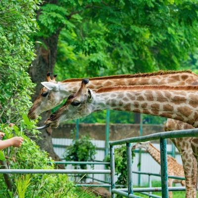 Saigon Zoo & Botanical Gardens