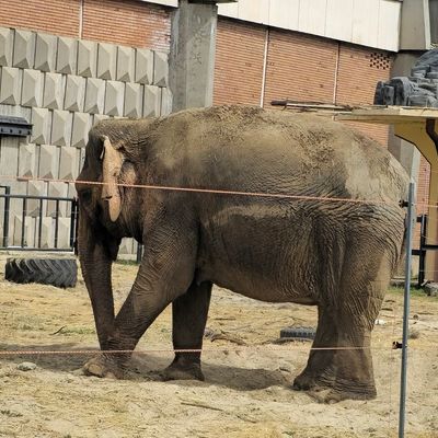 The Sofia Zoo