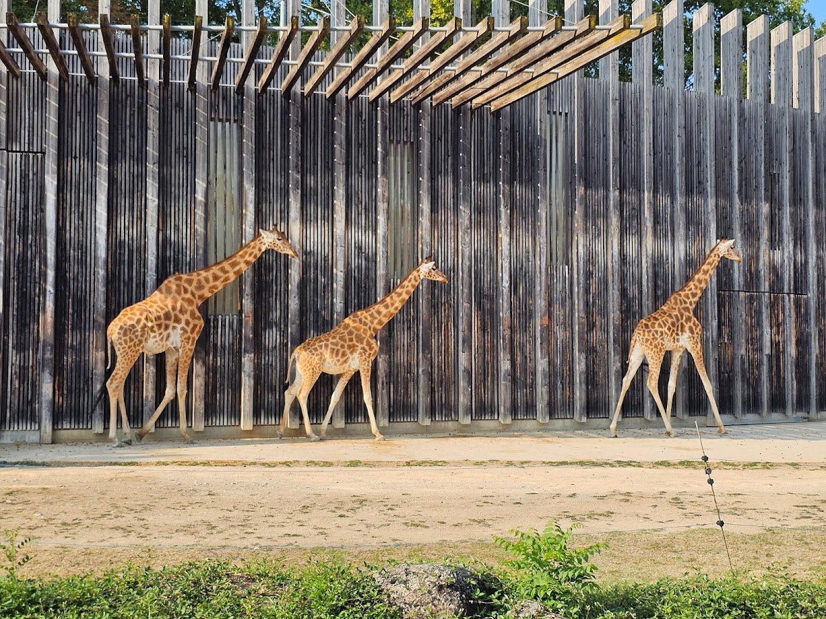 Lyon Zoo