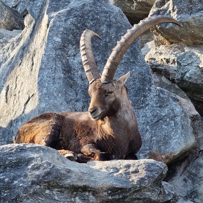 Alpenzoo Innsbruck - Tirol