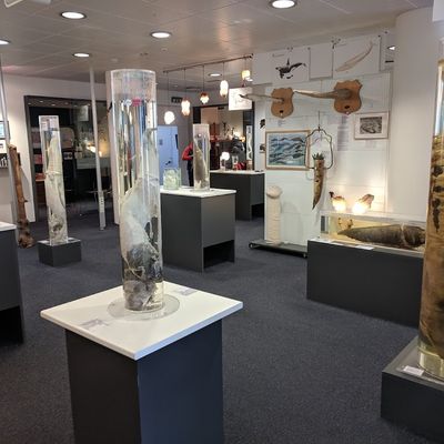 The Icelandic Phallological Museum