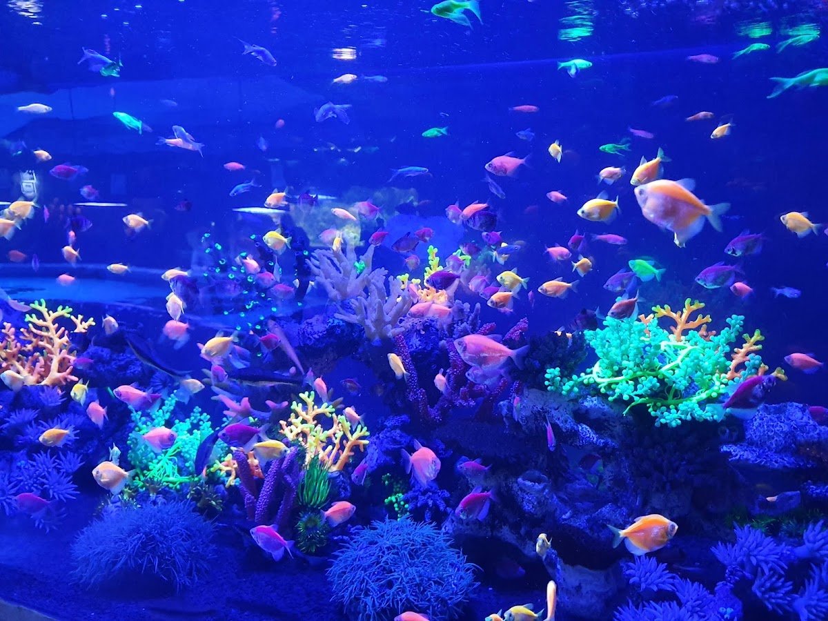 The Oceanarium «Sea Fairy Tale»