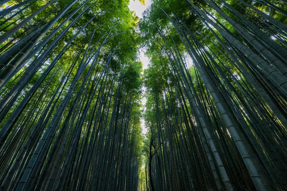 Stunning view of the tall bamboo trees in Arashiyama, Kyoto, Japan, captured from a low angle with sunlight filtering through.