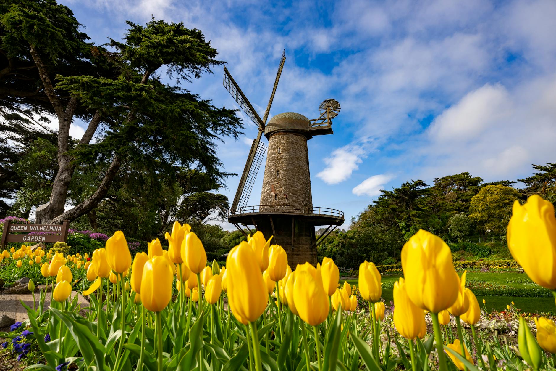 Bright yellow tulips bloom in Queen Wilhelmina Garden with a Dutch windmill in San Francisco.