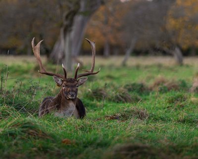 Fallow deer with impressive antlers resting in lush green grass of Phoenix Park, Dublin.