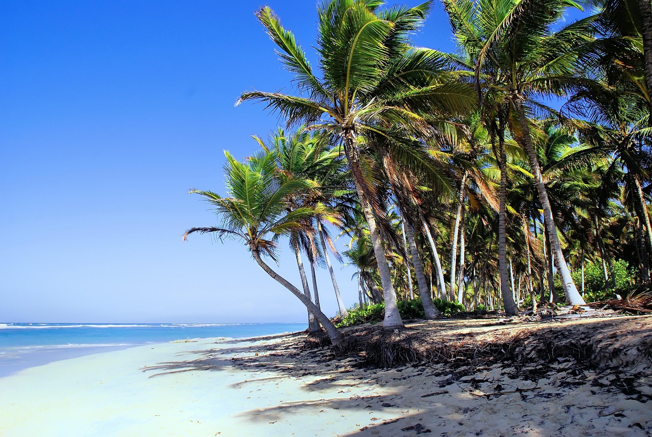 dominican republic, punta-cana, shore, nature, beach, sea, coconut, caribbean, ocean, bavaro, sand, tropics, heavenly