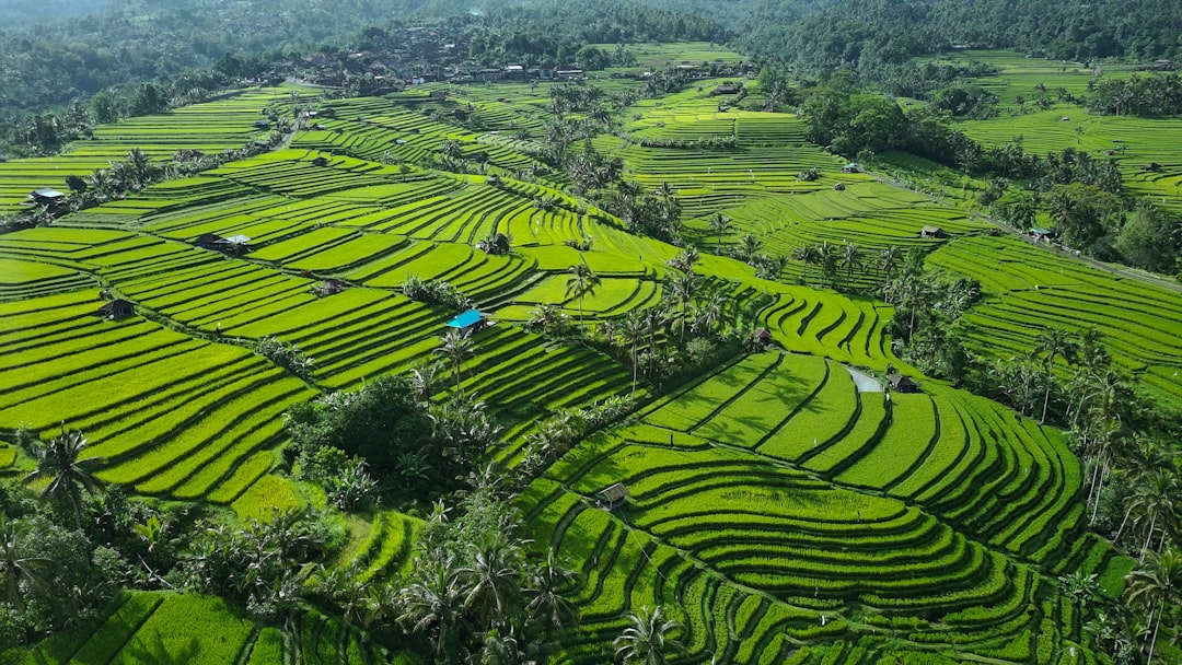 An aerial view of a lush green rice field