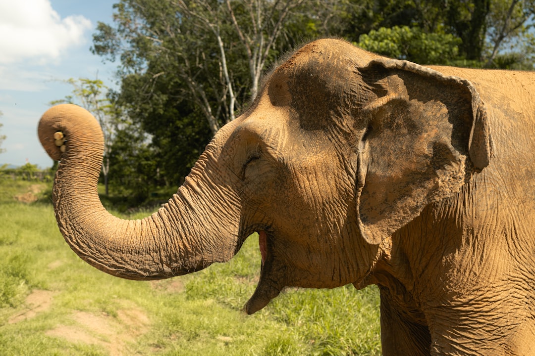 An elephant standing in a grassy field with trees in the background