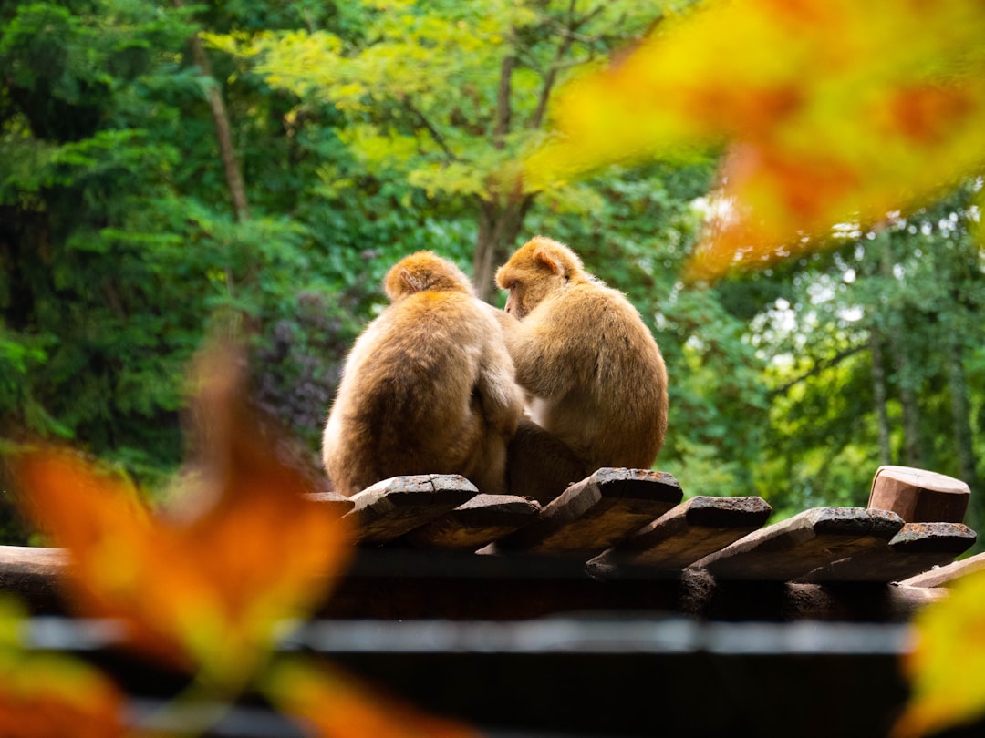 brown monkey on black metal fence during daytime