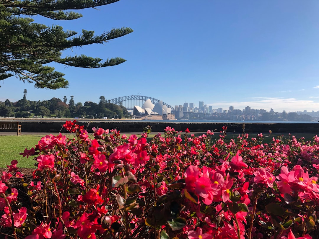 a field of flowers with a city in the background