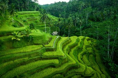 Tegallalang Rice Terrace