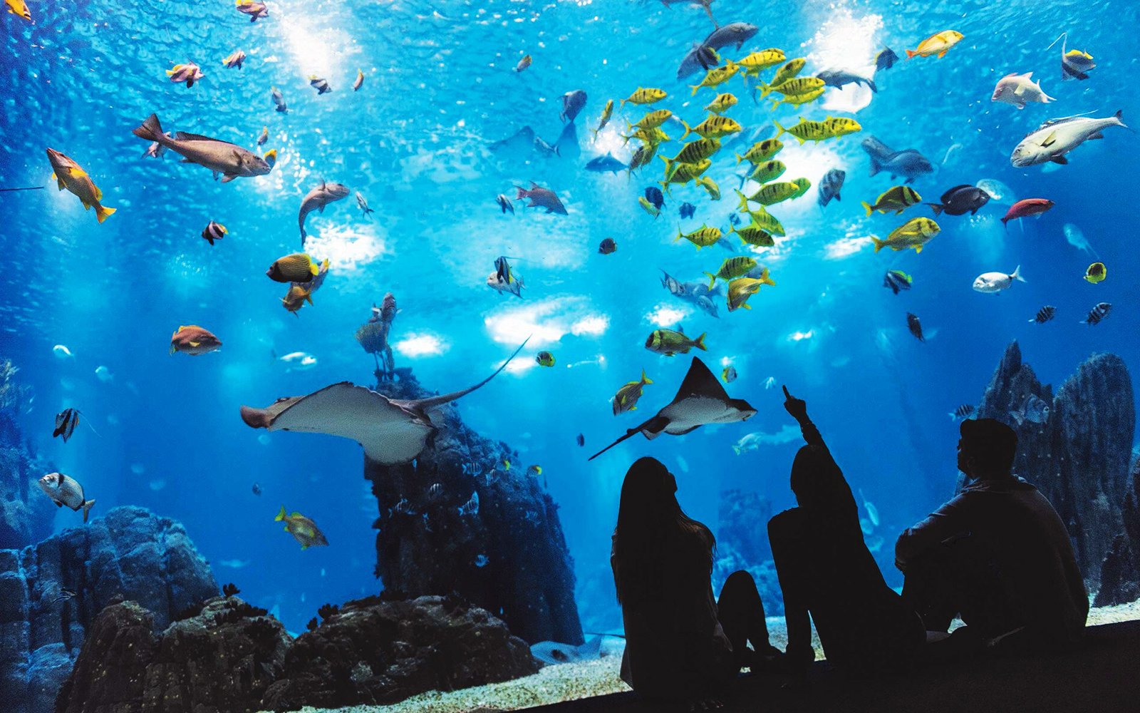 Lisbon Oceanarium showcasing diverse sea creatures in immersive, tranquil environments.