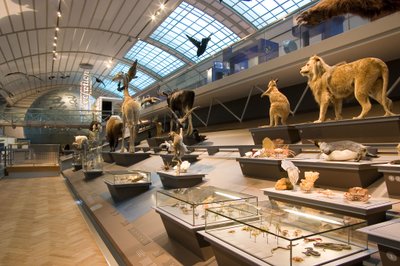The Royal Belgian Institute of Natural Sciences featuring fossils, wildlife displays, and interactive science exhibits.