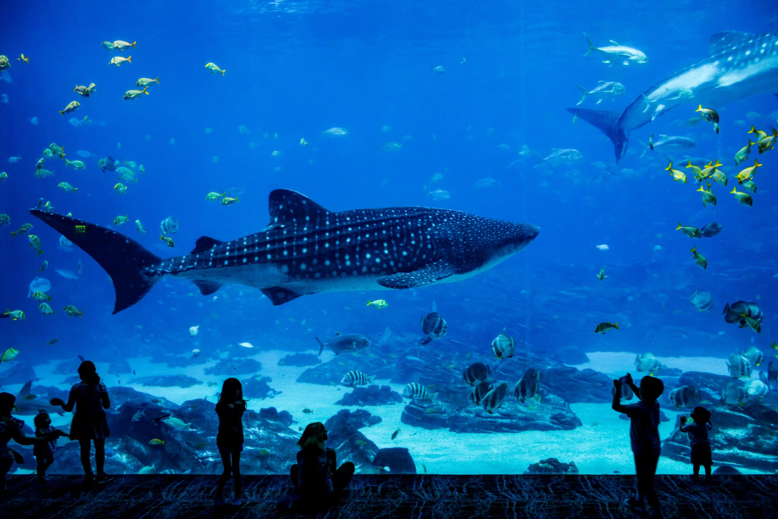 A vibrant Seville Aquarium with aquatic species from oceans around the world.